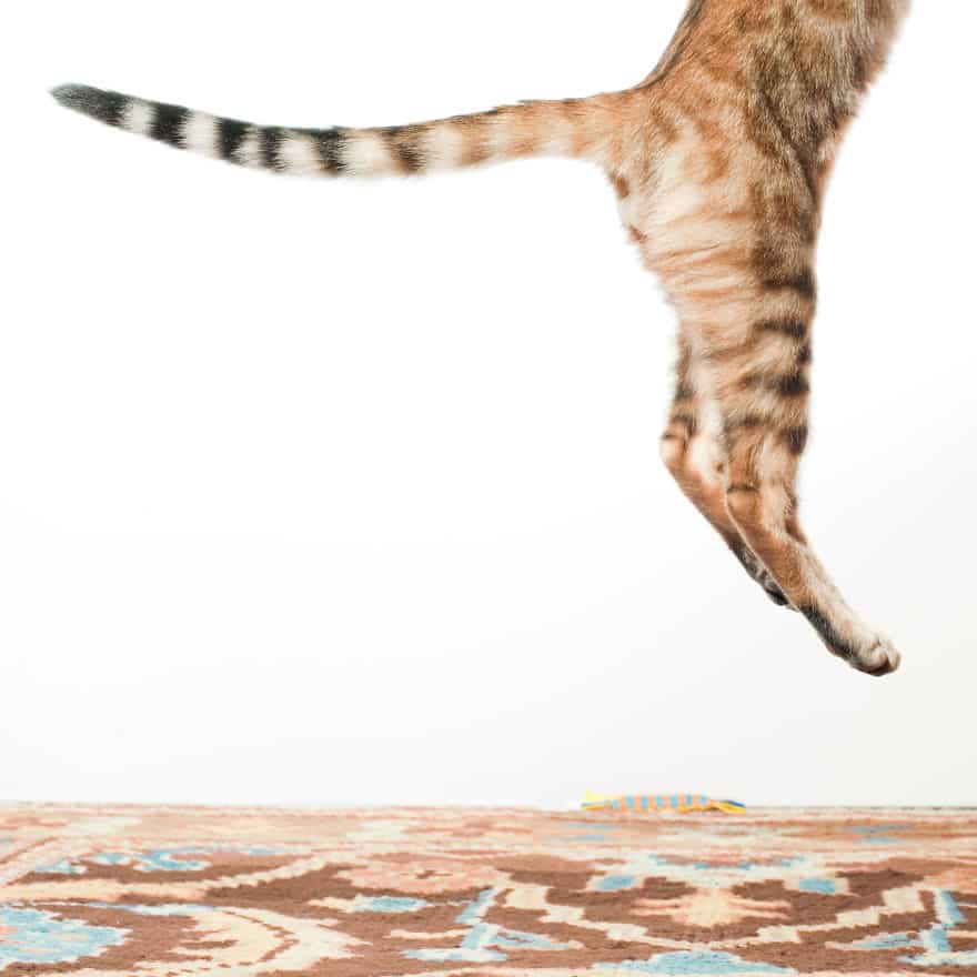 52 Jumping Cats At Play Look Like Ninjas DesignBump