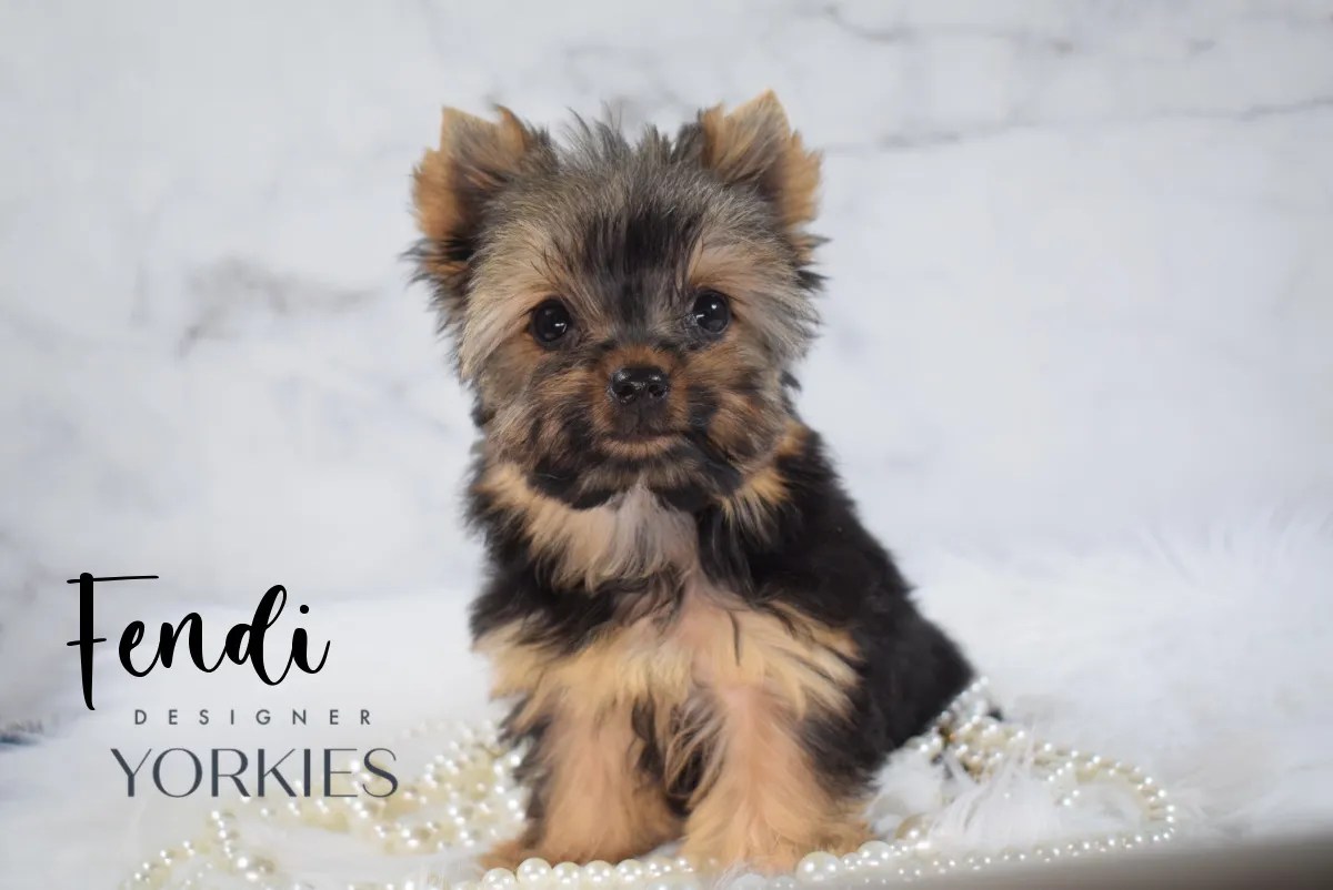 DESIGNER YORKIES FENDI Teacup Babydoll Yorkie Puppies In Utah