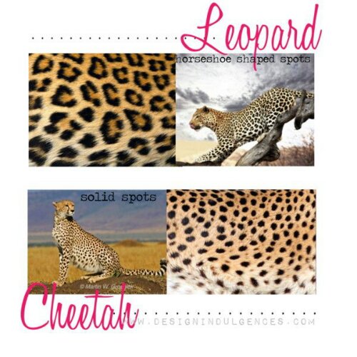 Cheetah Vs Leopard Difference And Comparison Diffen