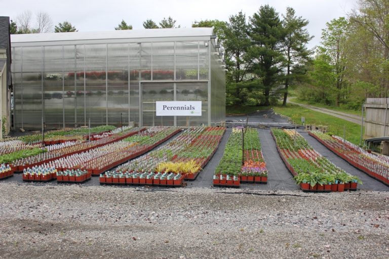 Our Favorite Morris, CT Nursery Designing Eden