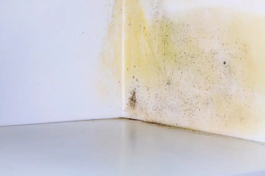 Mold in Closet (Causes, Removal & Prevention) Designing Idea