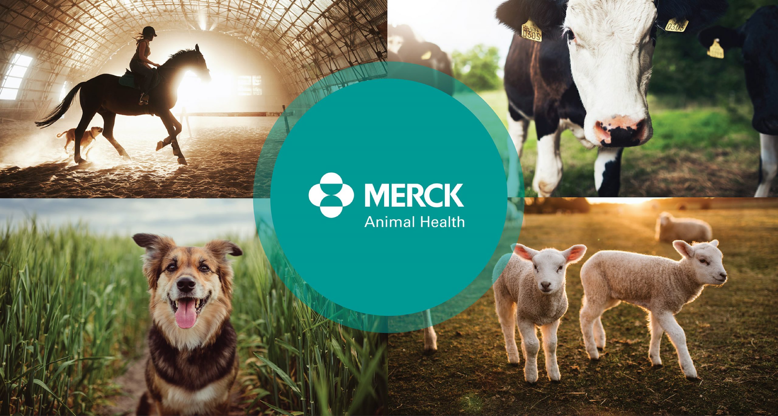 Merck Animal Health Stewart