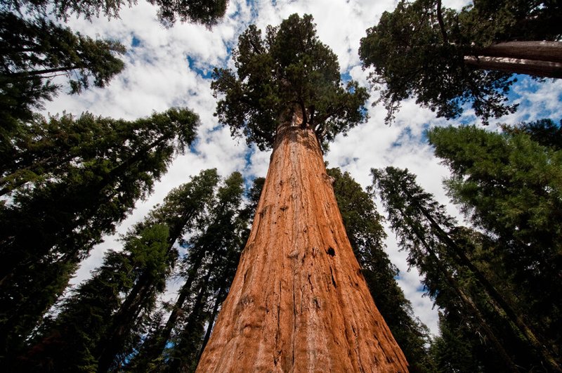 Où est le plus grand arbre du monde?