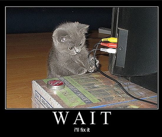 Cats and Dogs Playing with Computers You Know Who Wins