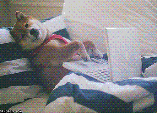 Cats and Dogs Playing with Computers You Know Who Wins