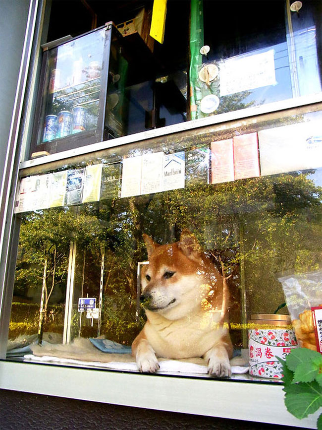 Dog Shopkeeper from MusashiKoganei,Tokyo » Design You Trust — Design