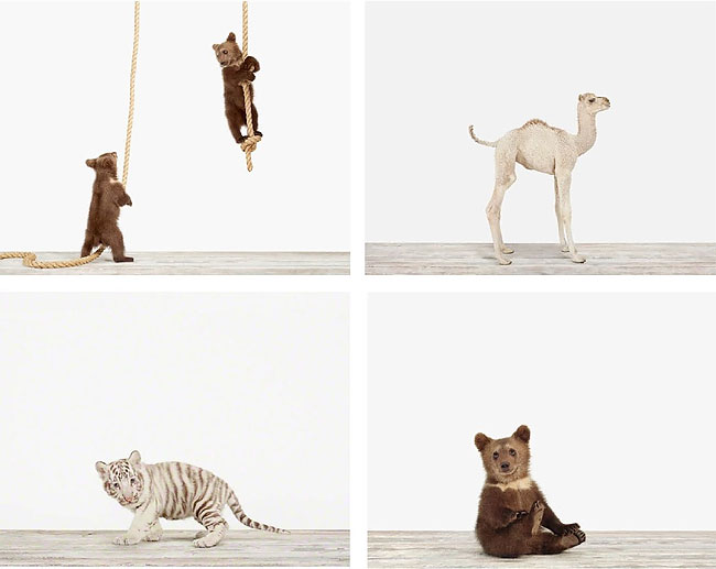 Sharon Montrose’s Animal Prints On Display » Design You Trust