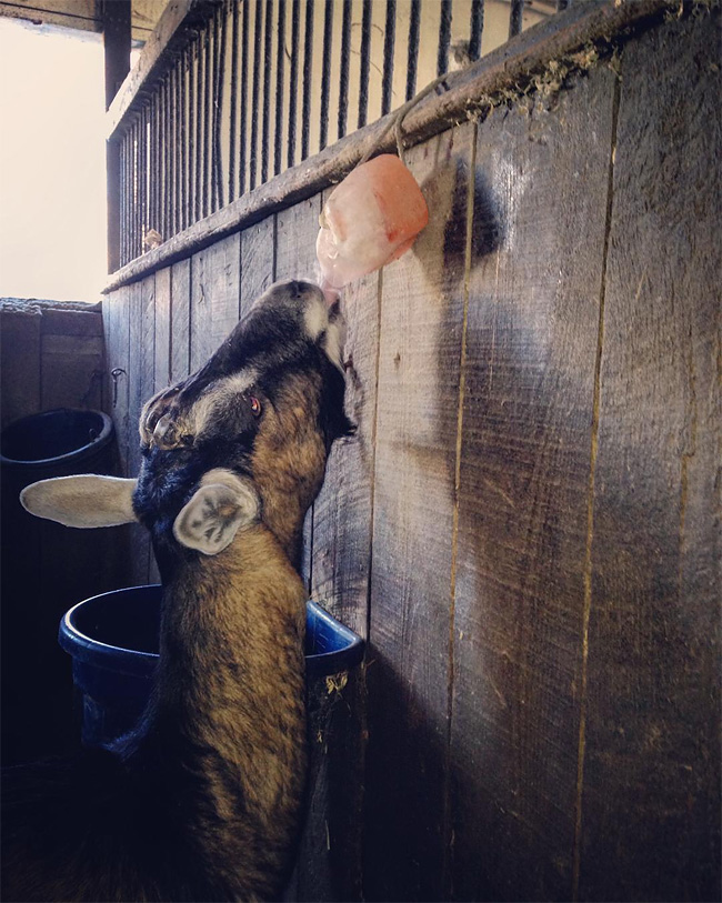 Human Salt Lick The Most Hipster Christmas Gift Of All Time » Design