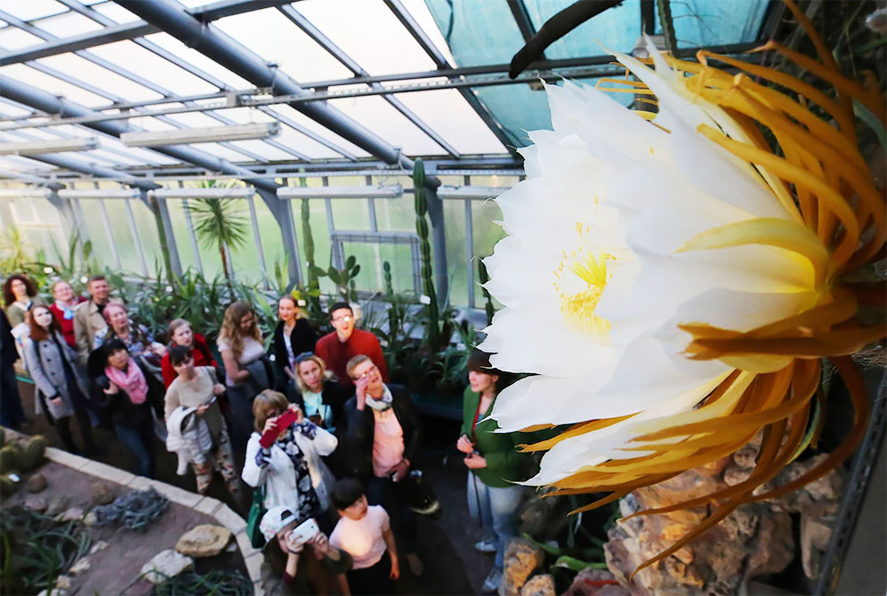 The Queen Of The Night, A Very Special Kind Of Orchid Cactus, Blooms
