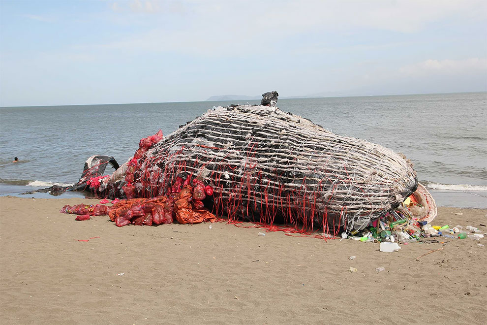 Dead Whale Sculpture Raises Awareness On Plastic Waste In