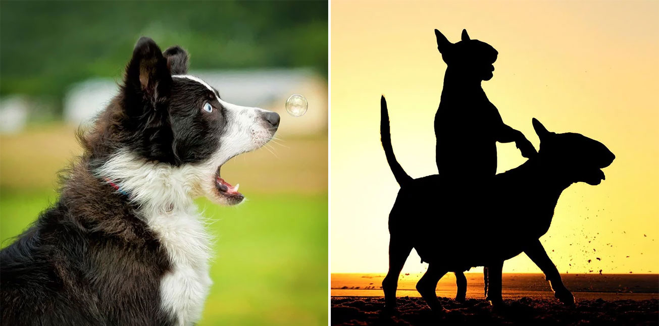 Hilarious Entries For The First Ever Comedy Pet Photography Awards 2017