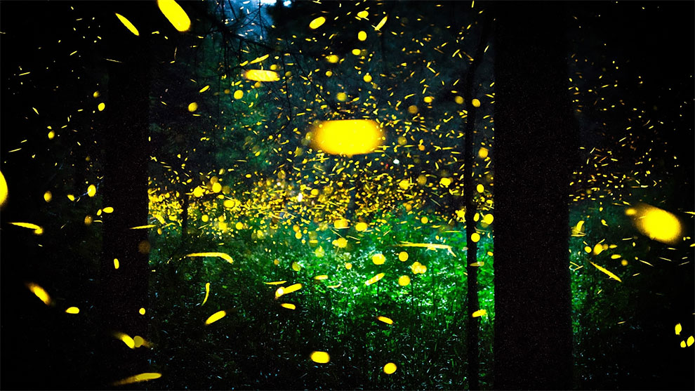 Stunning Photos Of The Millions Of Fireflies Flutter In Mexican Forest