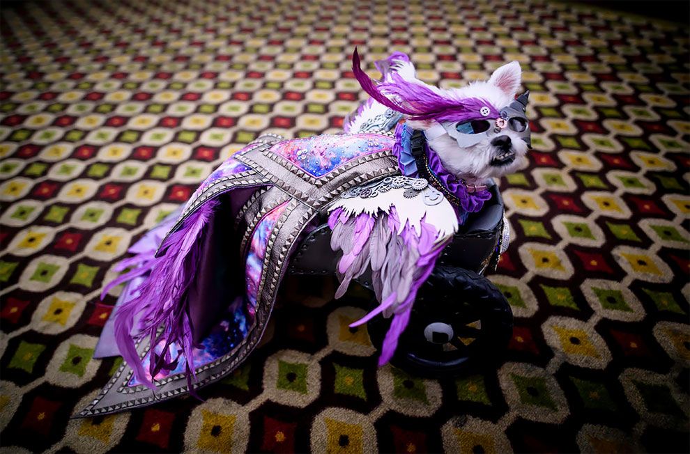 Fashion Week! New York Pet Fashion Show Was Full Of Dogs In
