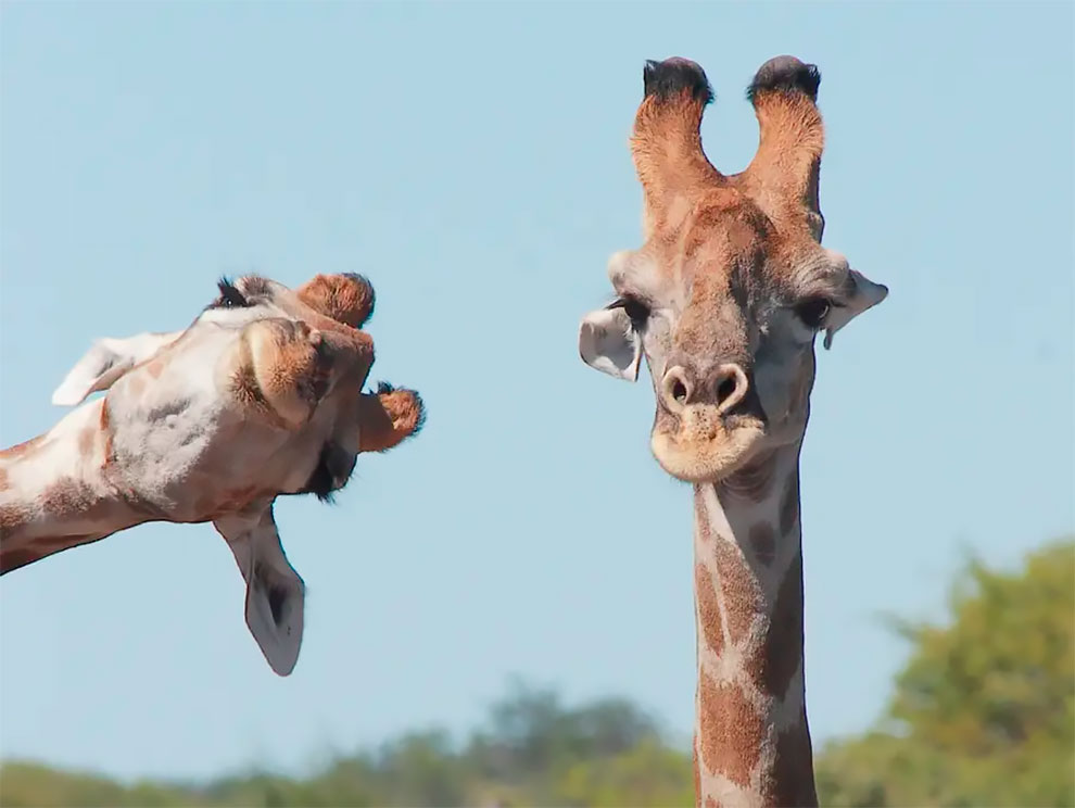 Hilarious Finalists of Comedy Wildlife Photography Awards 2020 » Design