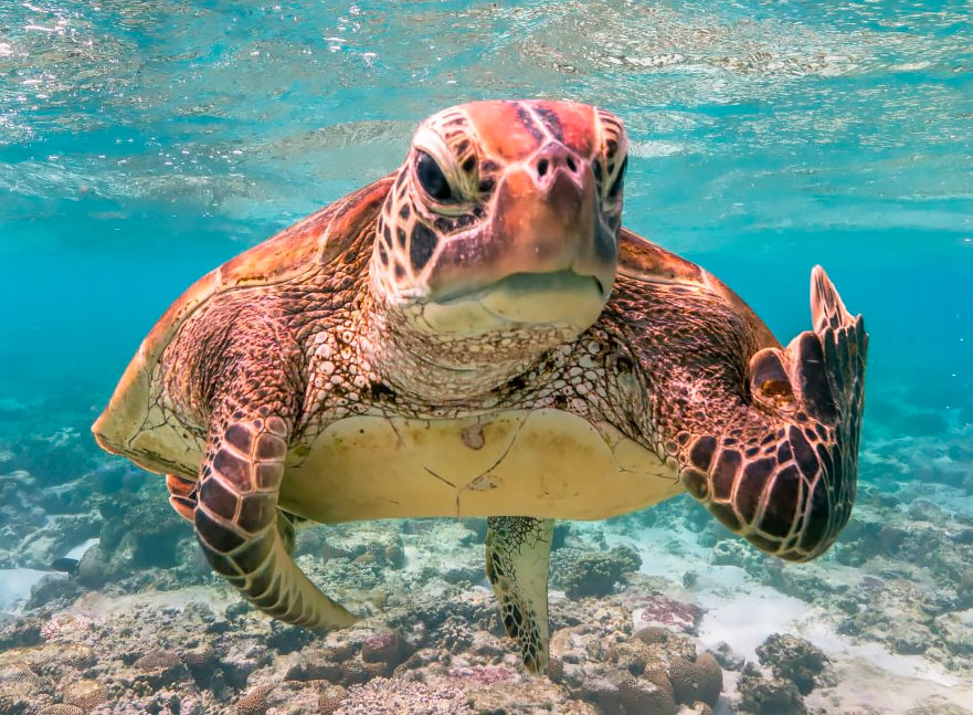 21+ Comedy Wildlife Photography Awards 2020 Images Comedy Walls