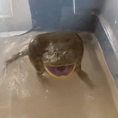 Budgett’s Frog Looks Like Someone Tried To Draw Normal Frog From Memory