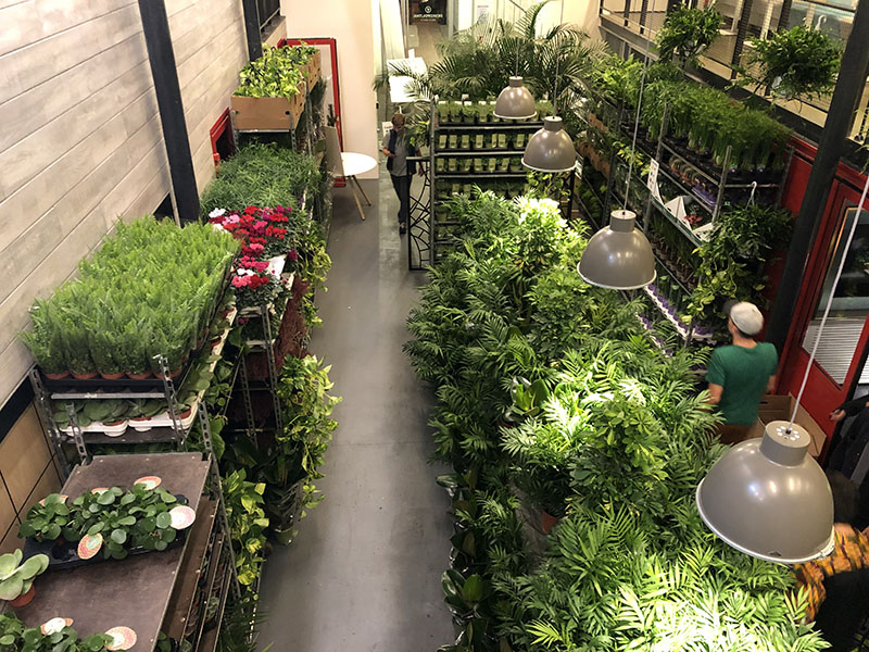 Grande vente Plantes pour Tous chez Deskopolitan