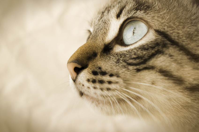 Agir et penser comme un chat Stephane Garnier des livres et nous