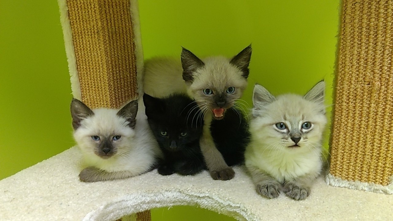 Adoptions Smitten Kitten