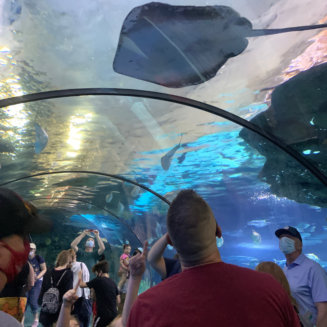 Aquariums in the Midwest