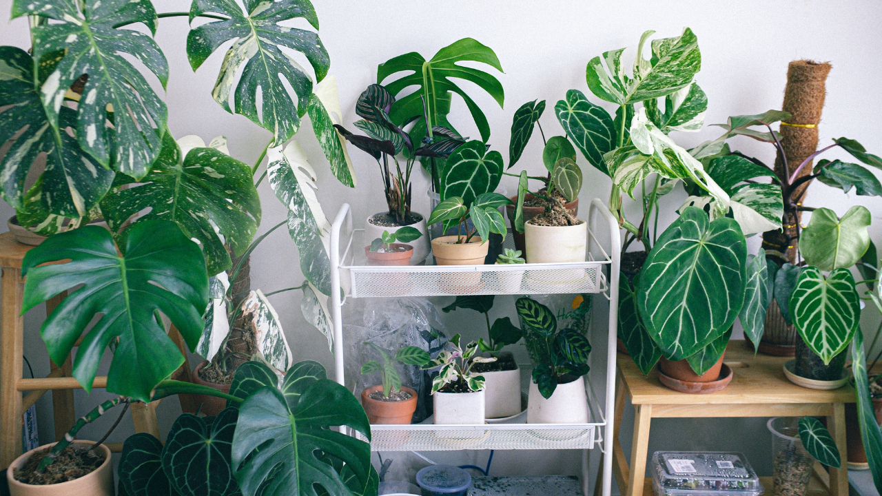 Des Moines Plant Stores