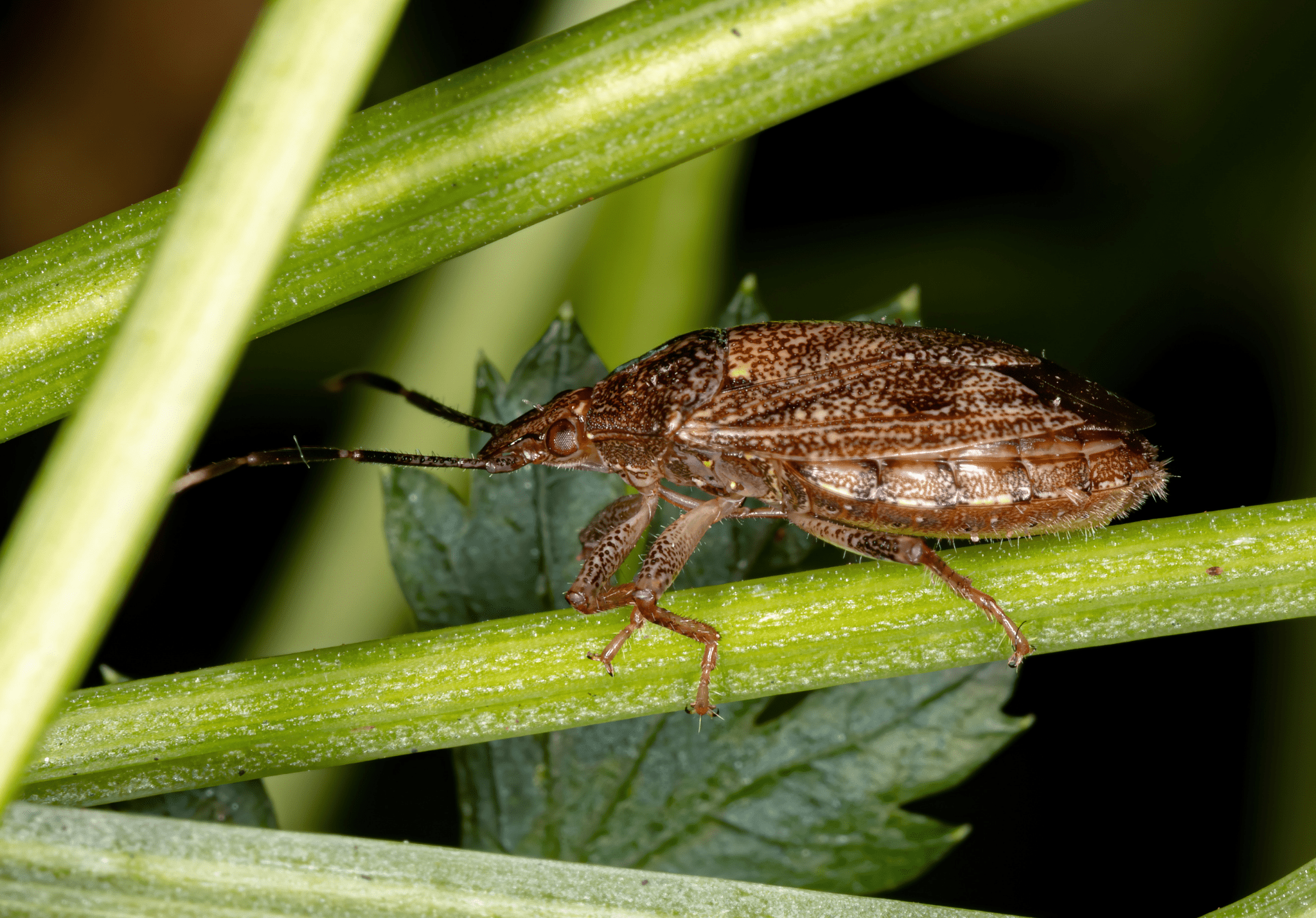 5 Fascinating Facts About Stink Bugs ProStaff Pest Control