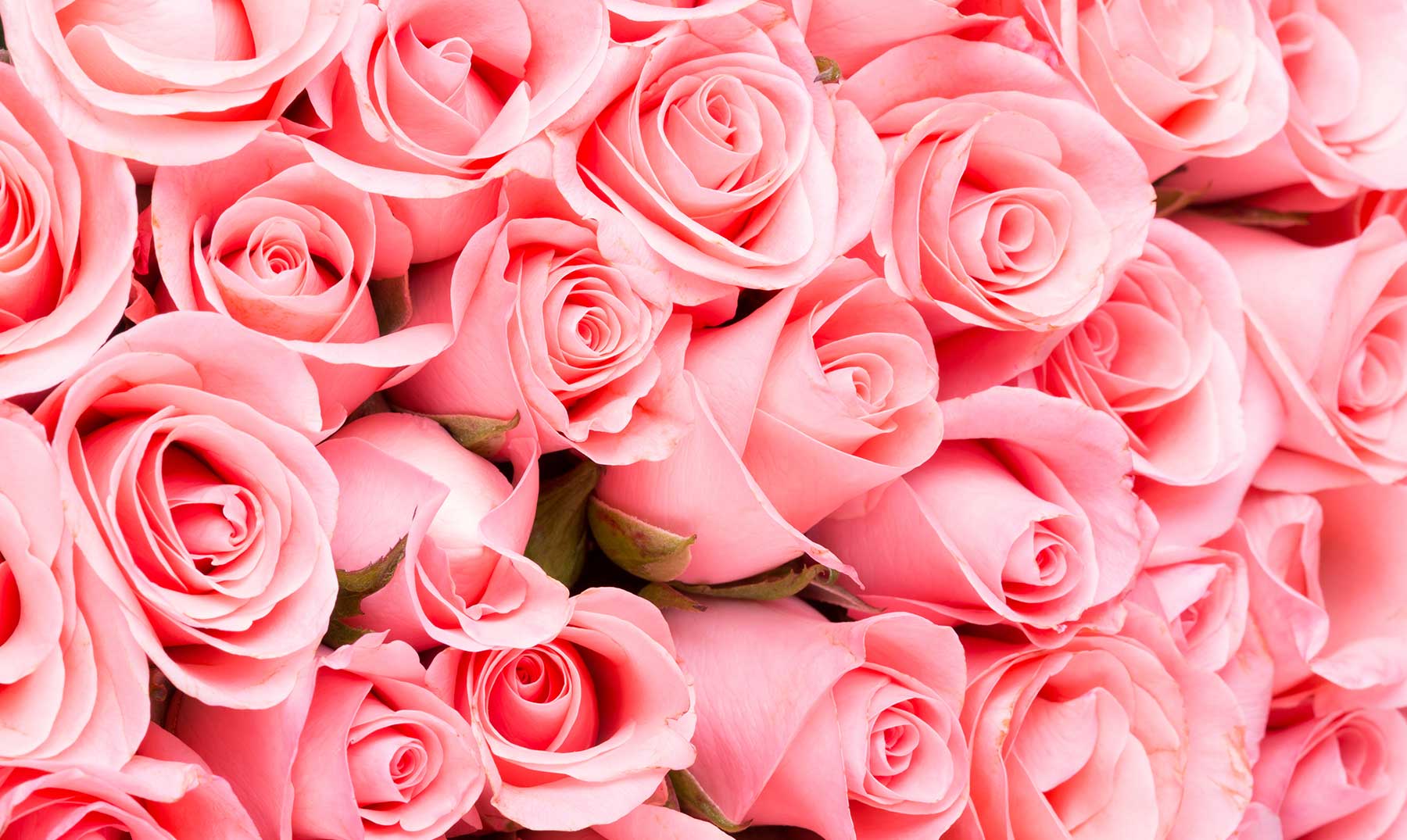 Sanación Con Rosas