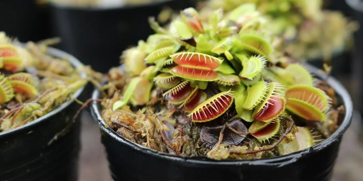 Café Venus Flytrap La Planta Carnívora Más Maravilloso Despiste Café