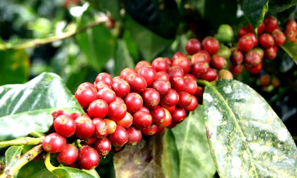 Cuánto Café Produce Una Hectárea Rendimiento Y Producción Despiste Café