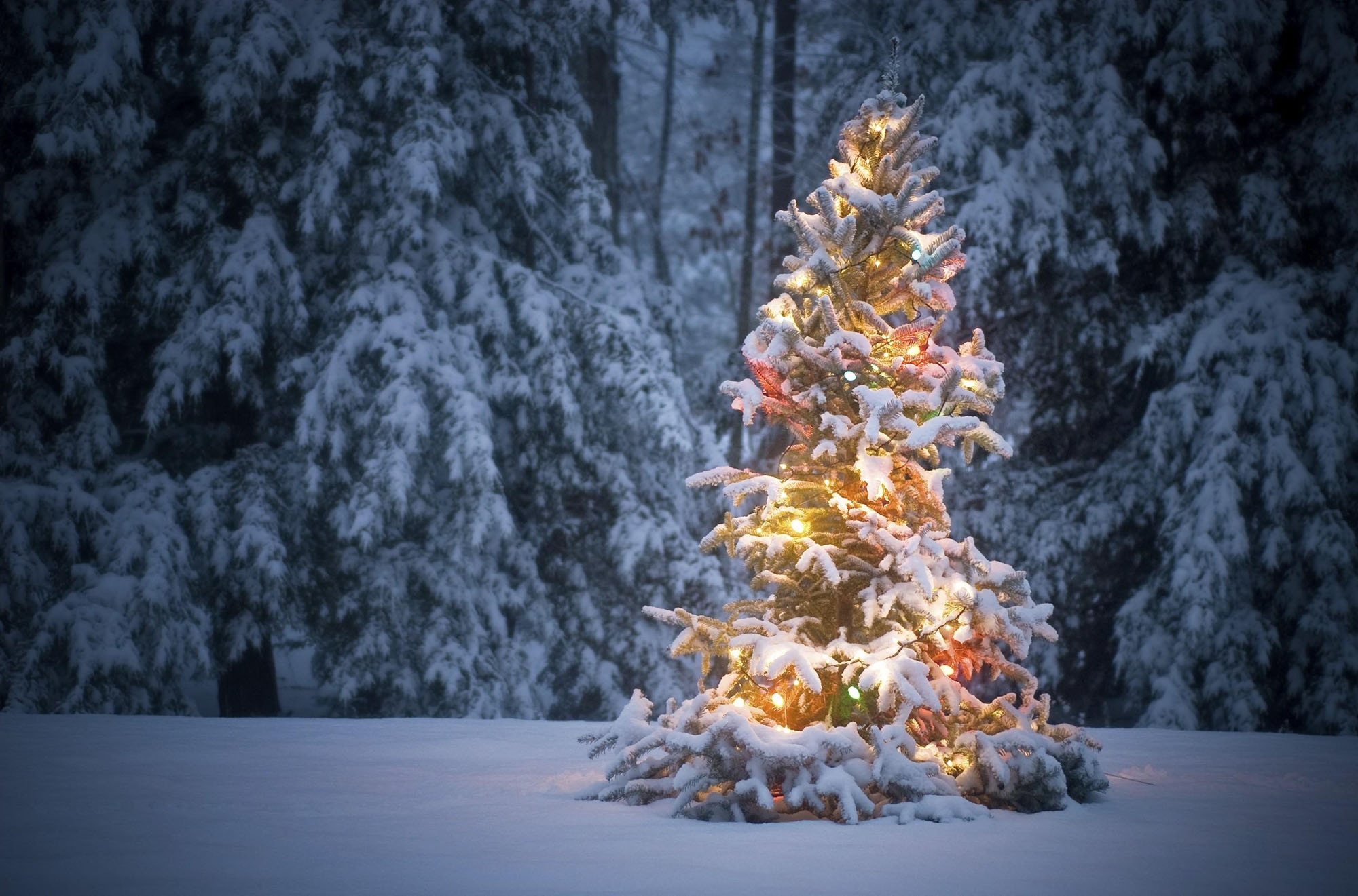 Care este semnificatia pomul de iarna? Deștepți.ro