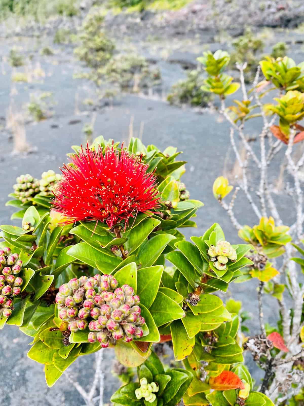 Hawaii Volcanoes National Park Itinerary (one, two, and halfday trips