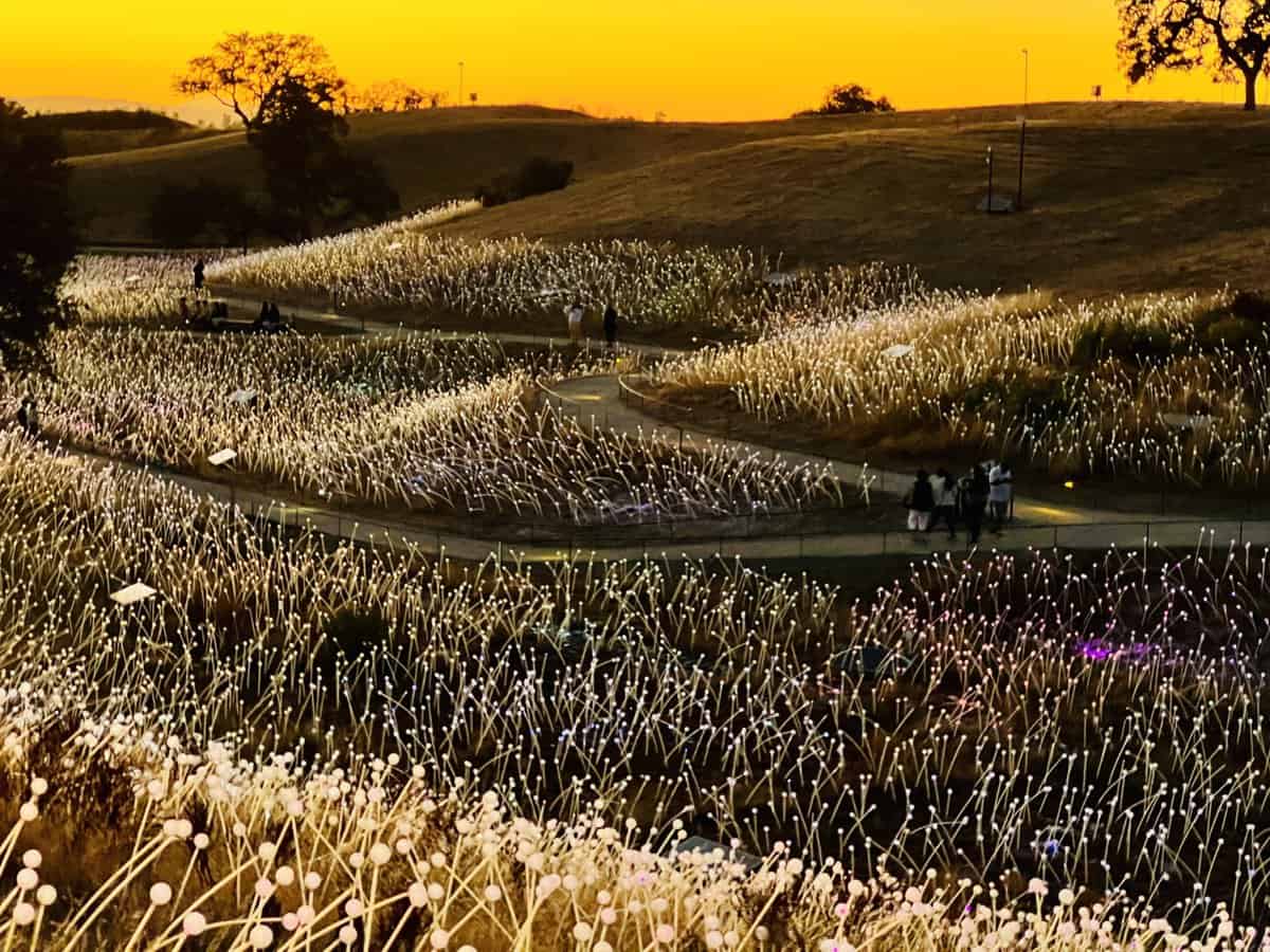 Visiting Sensorio Field of Lights in Paso Robles, California All you