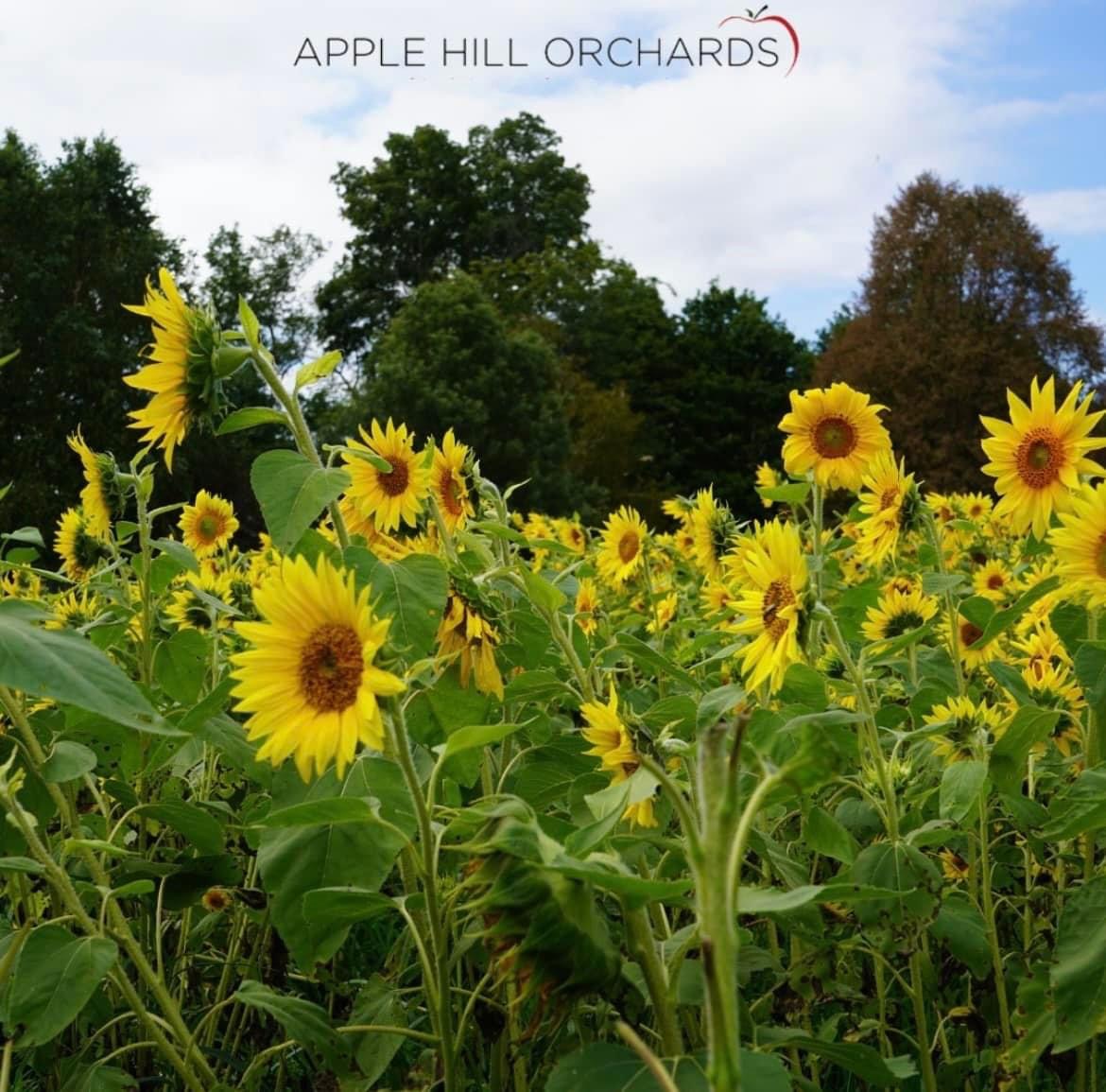 Sunflower Patches Destination Mansfield