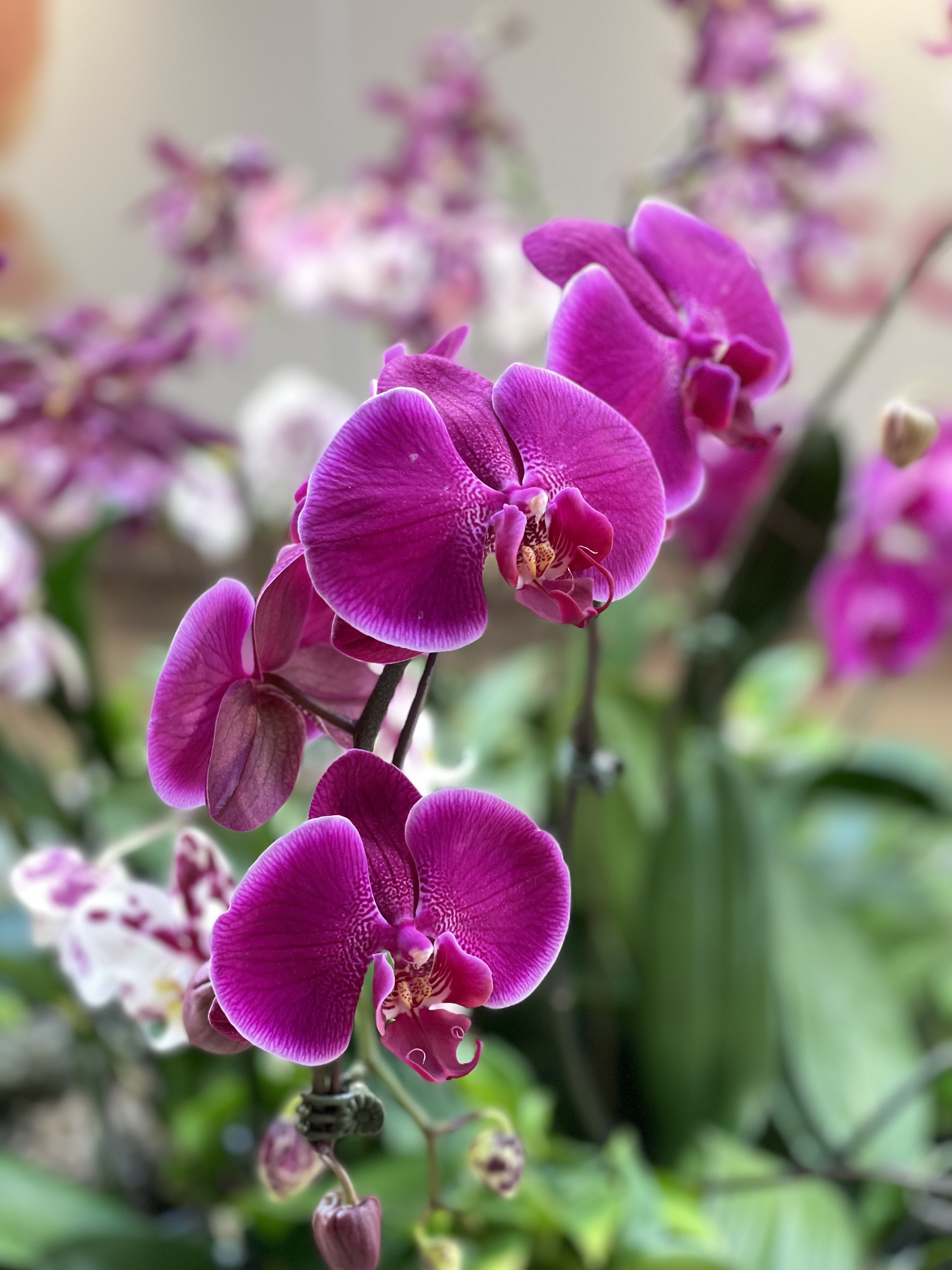 Orchid Flower Show West Hartford Ct Best Flower Site