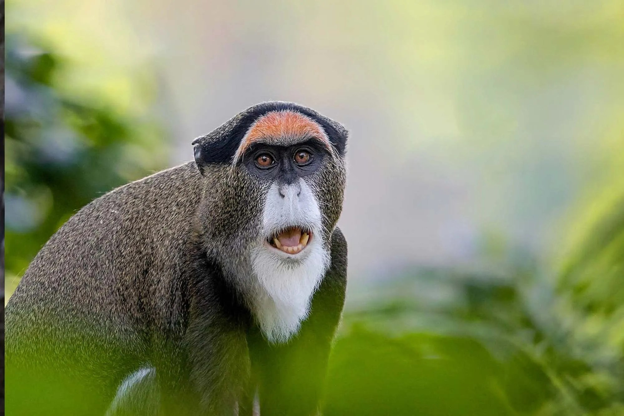 De Brazza's Monkey — Destination Uganda Travelers