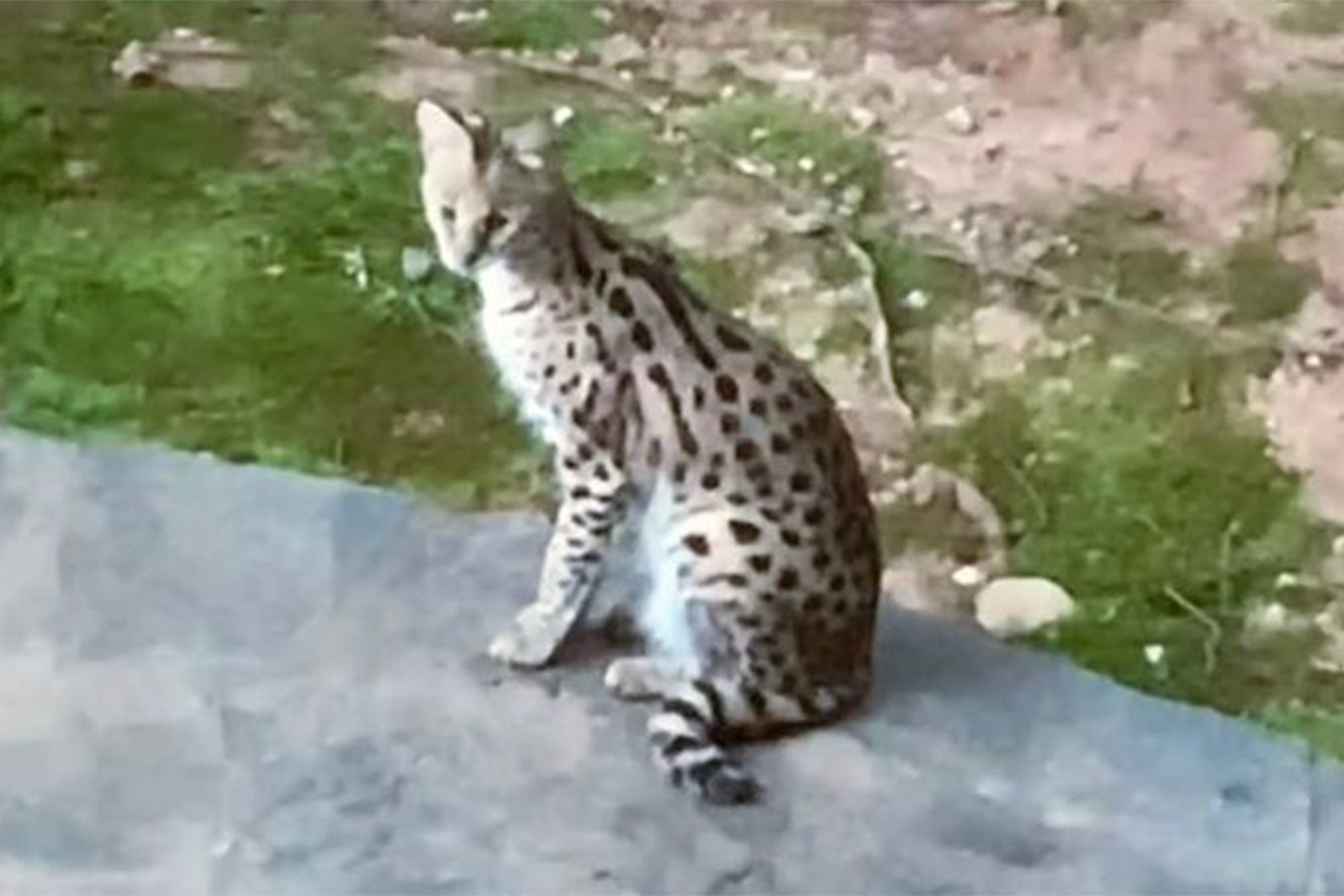 woman wakes to find feral African serval cat in her bed