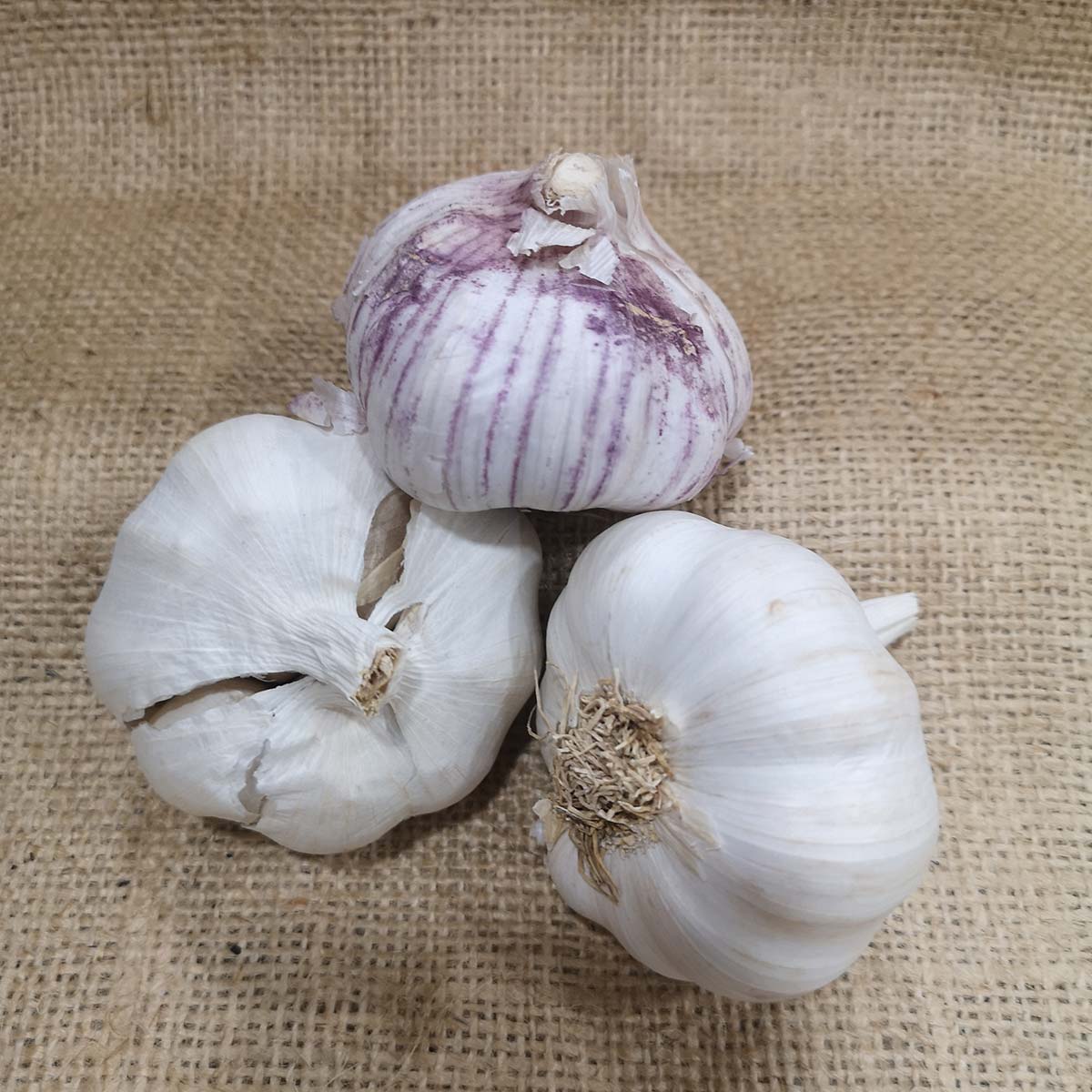 Cabeza de ajo morado a granel. Verduras deshidratada