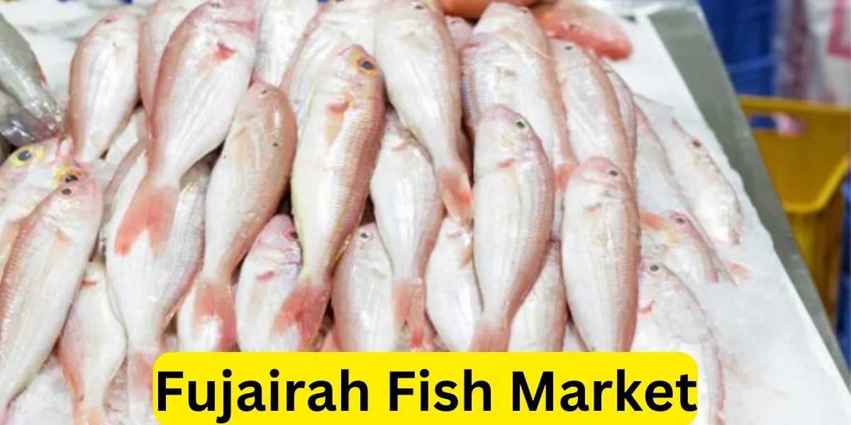 Fujairah Fish Market A Seafood Lover's Paradise