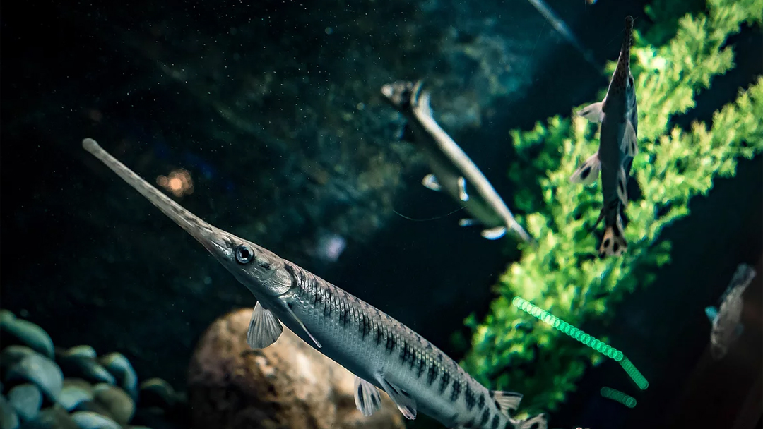 Belle Isle Aquarium Reopening July 16 Detroit On Tap