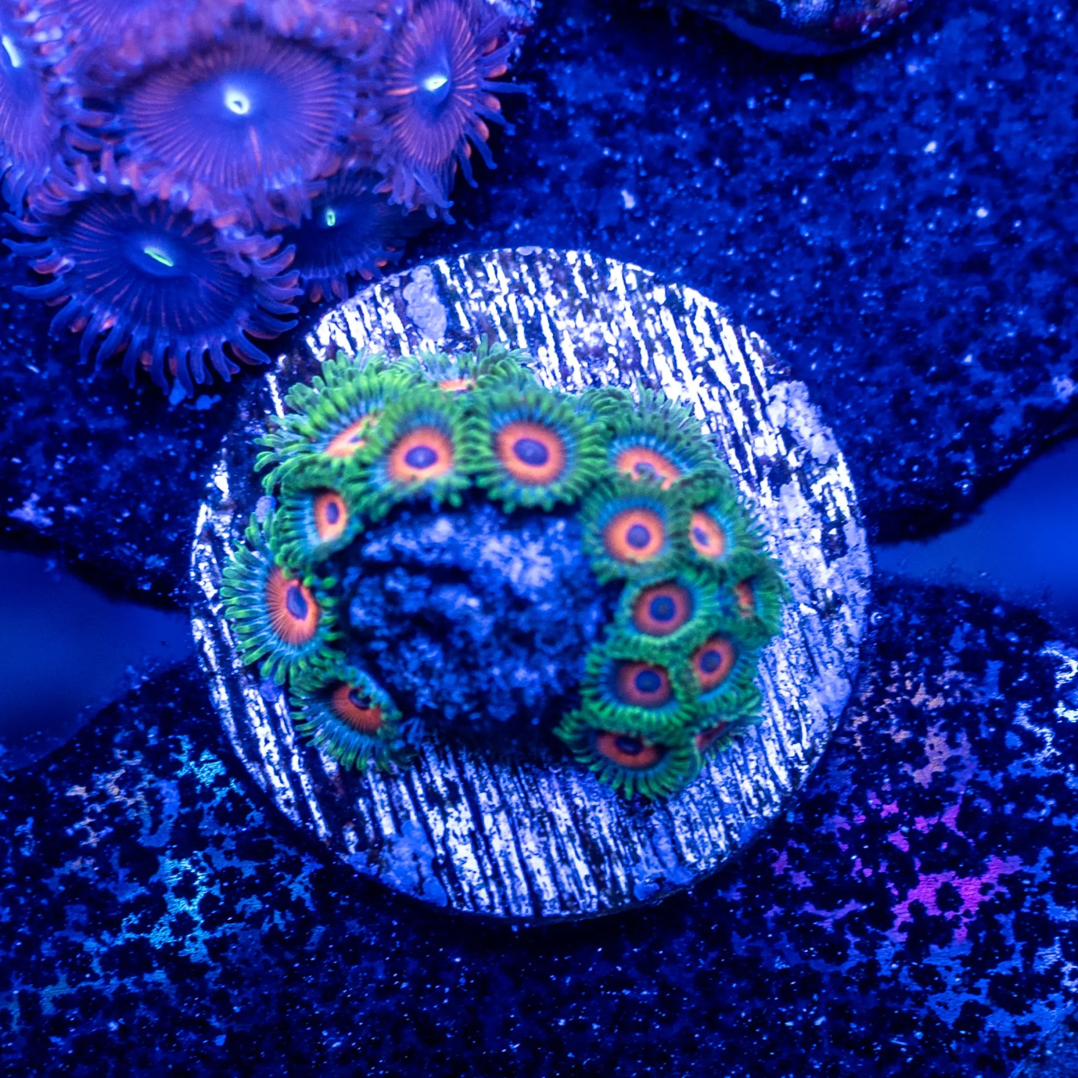 Sceamin Watermelon Zoa Frag Detroit Reef Club
