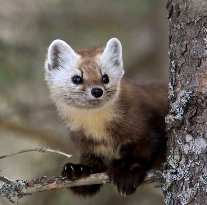 Notes From the Field Martens in Manistee Detroit Zoological Society Blog