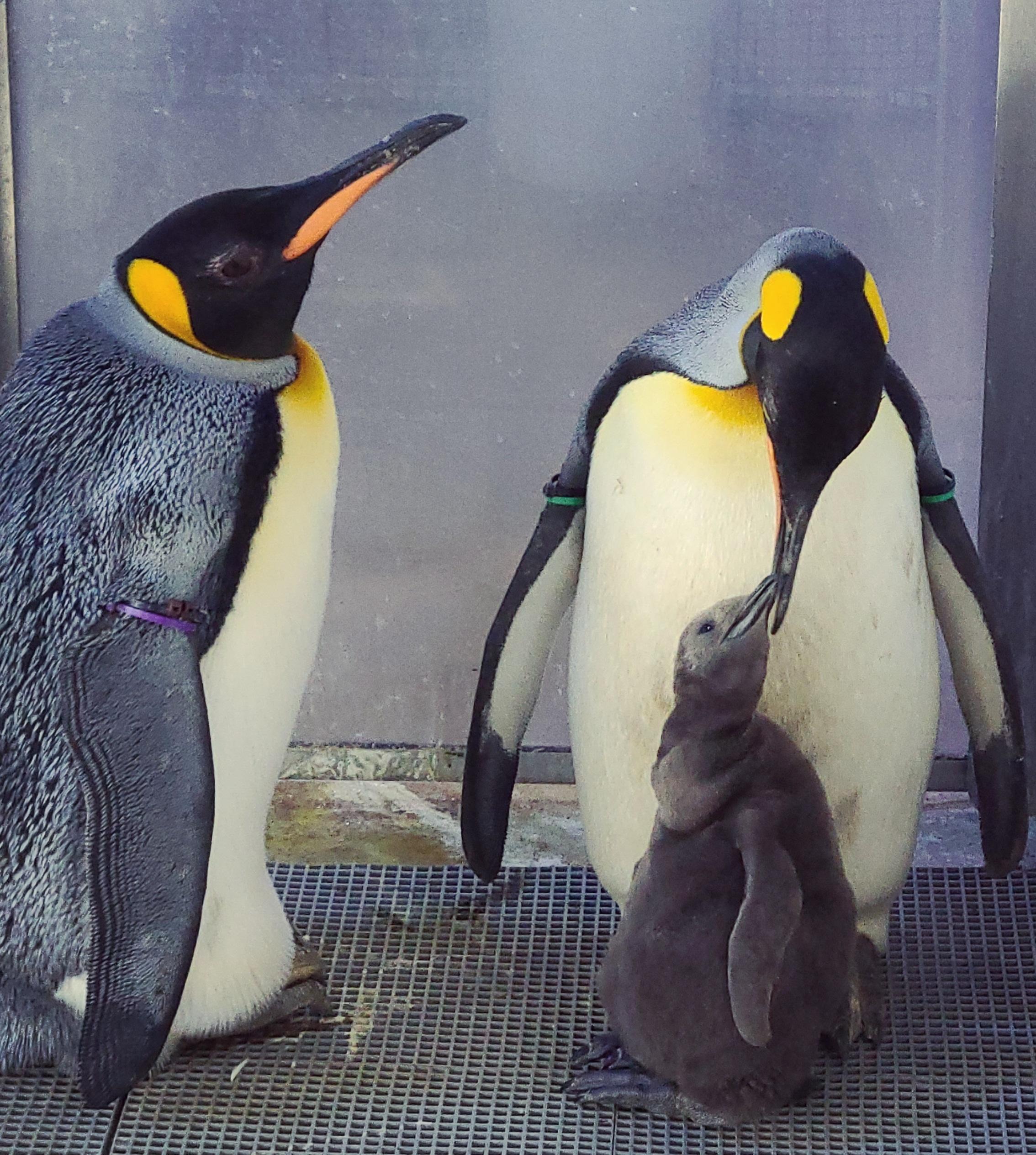 Penguin Egg Laid at Cincinnati Zoo Hatches at Detroit Zoo Detroit Zoological Society Blog