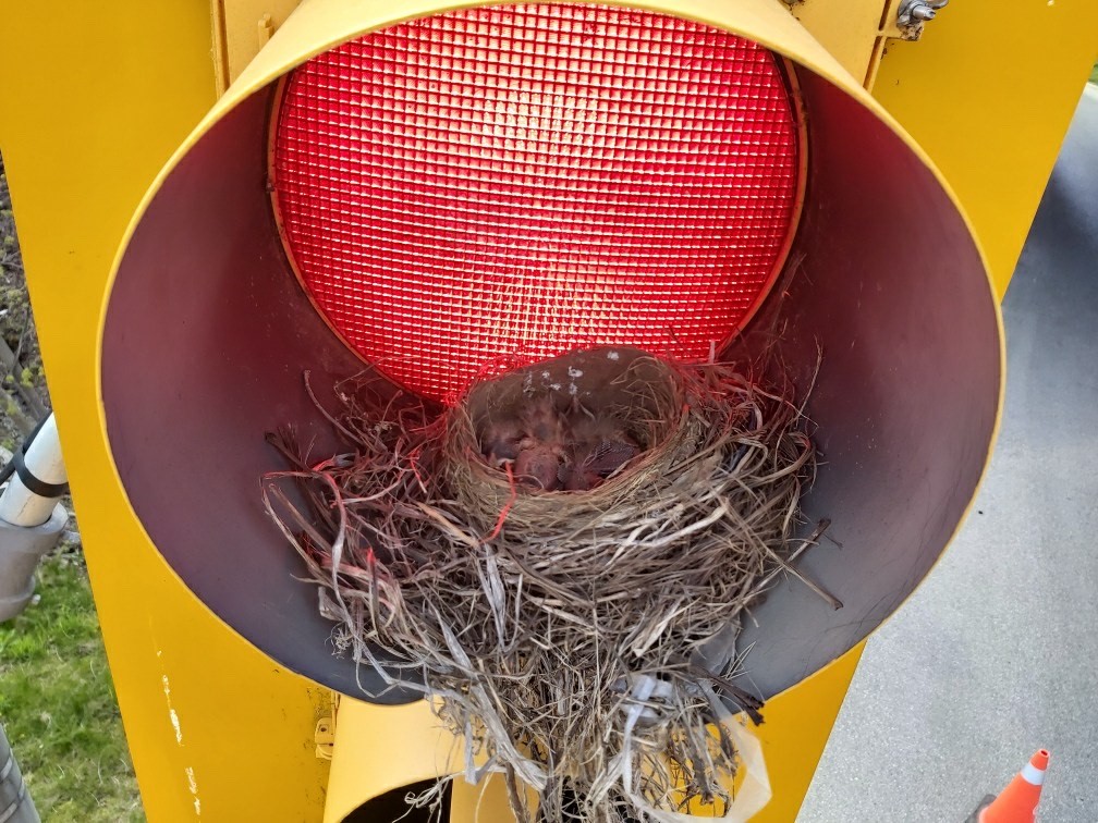 Humane Bird Nest Removal Keeps Birds Safe Deturd Bird Control