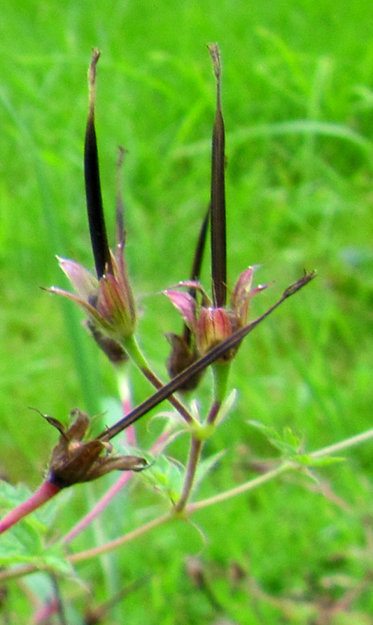 Interessante Pflanze DeutschWerden.de