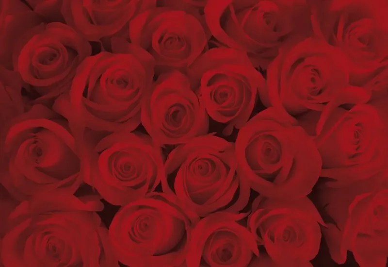 Caro_Kitten OnlyFans - leaks, nudes, bilder