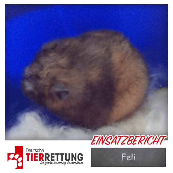 DTR Deutsche Tierrettung Einsatz Tierrettung Einsatz Feli in