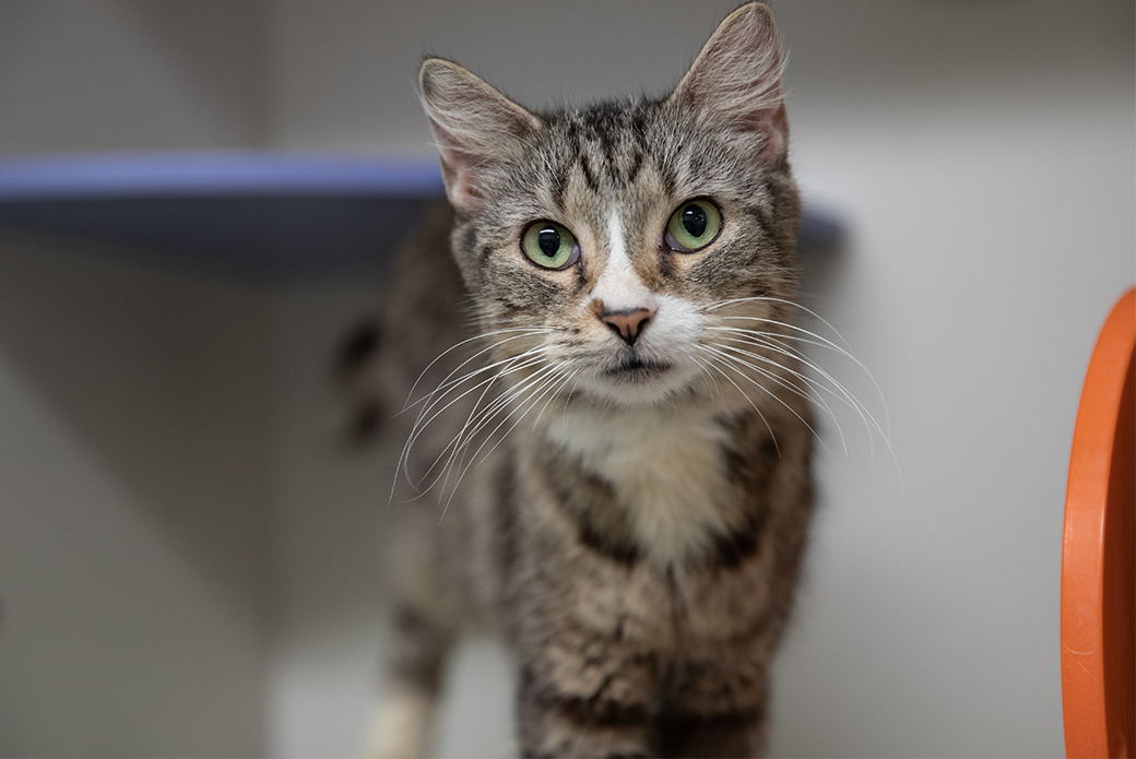 5 Ways YOU Can Help Cats in Need This Month ASPCA