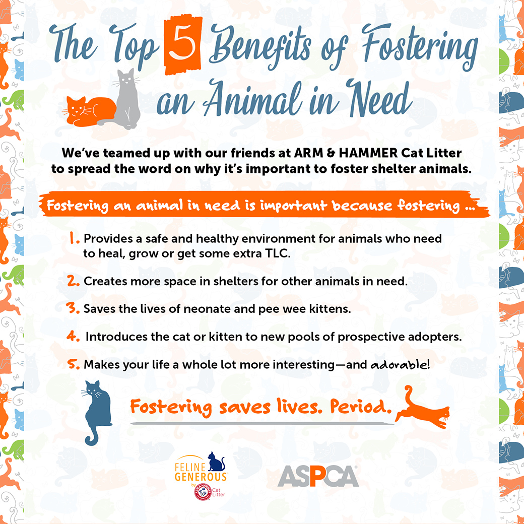 Top 5 Benefits of Fostering an Animal in Need ASPCA