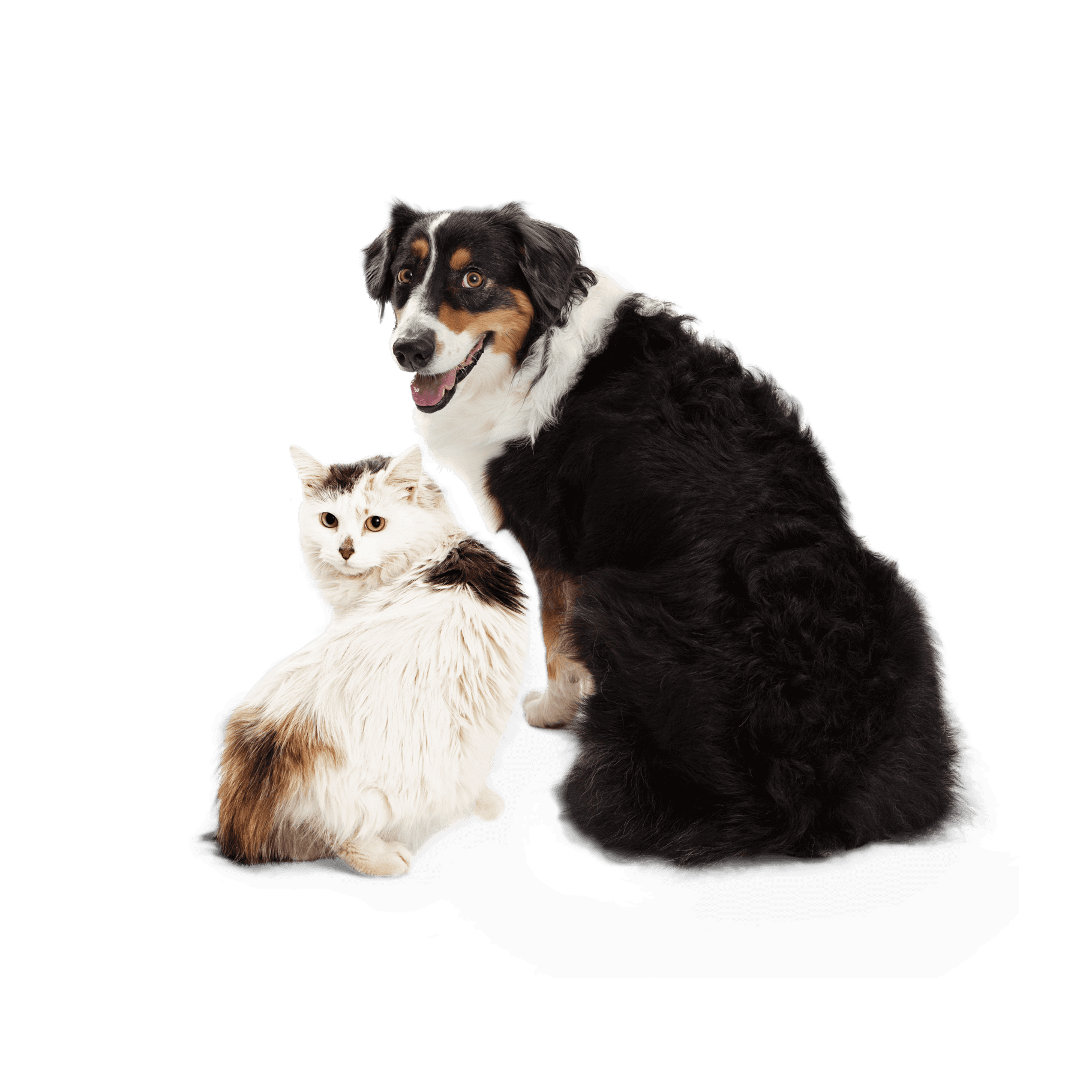 PetFirst Pet Insurance Deals and Discounts NPP