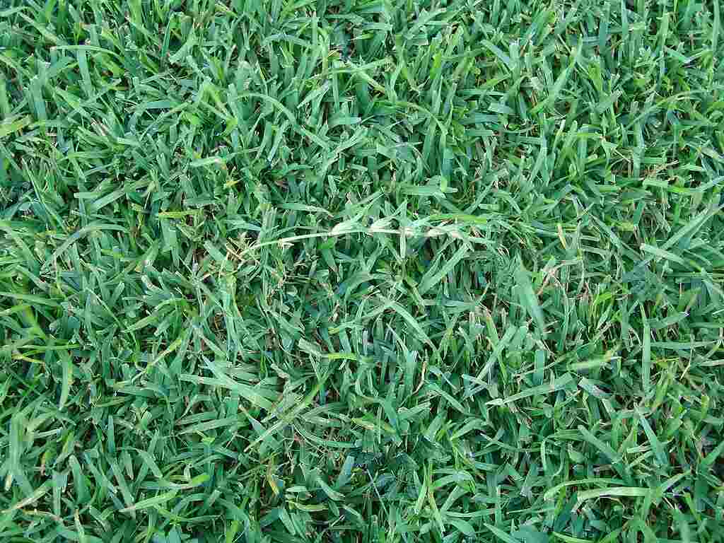 The 4 Most Common Grass Types in Fort Worth, TX Lawnstarter